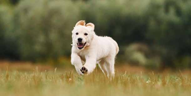 White Labrador puppy running in a field