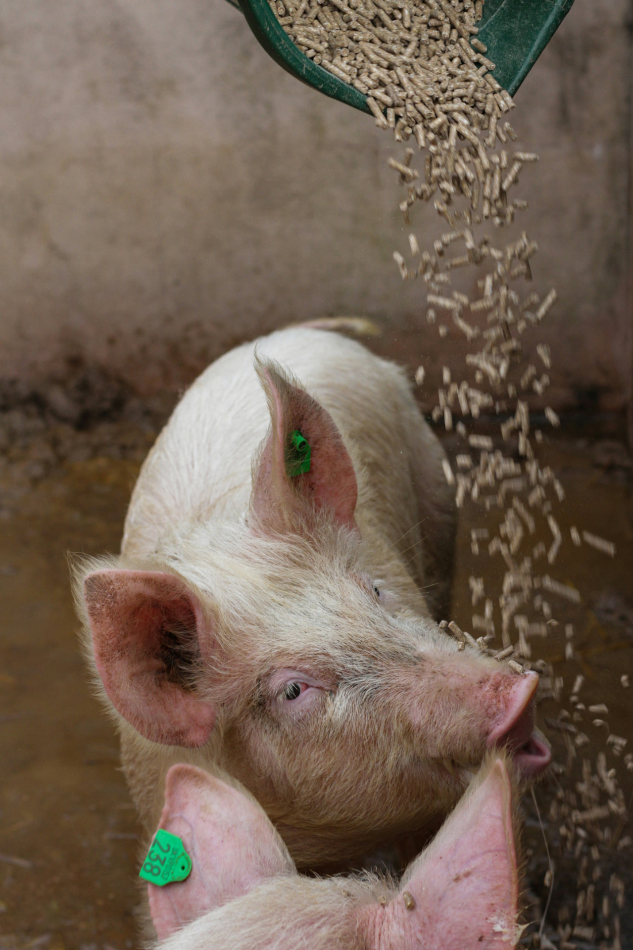 Pig feed pellets being poured into a trough on a pig farm