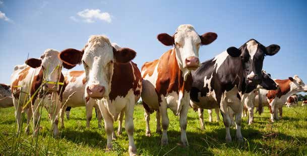 Dairy cows in a green pasture