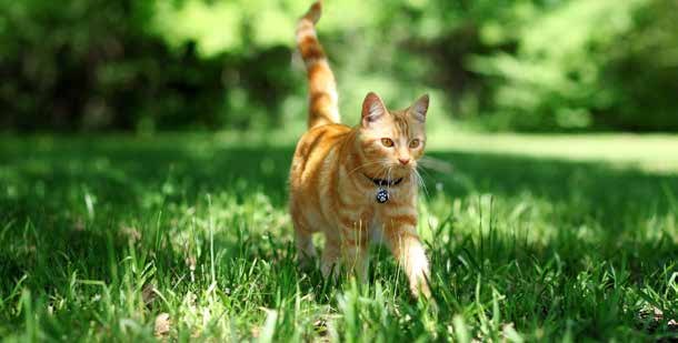 Ginger cat walking through a garden