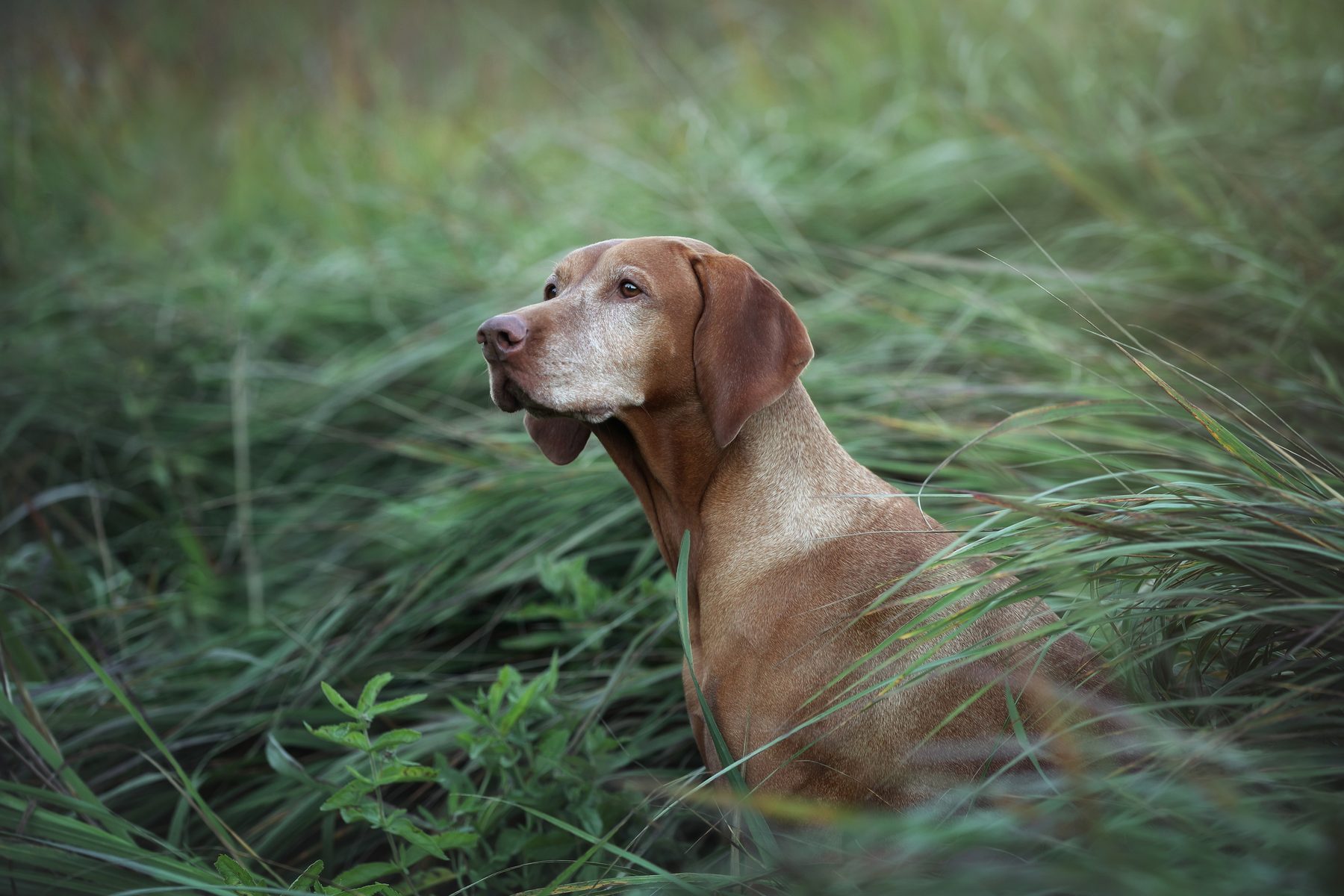 Hungarian Vizsla running through a summer meadow