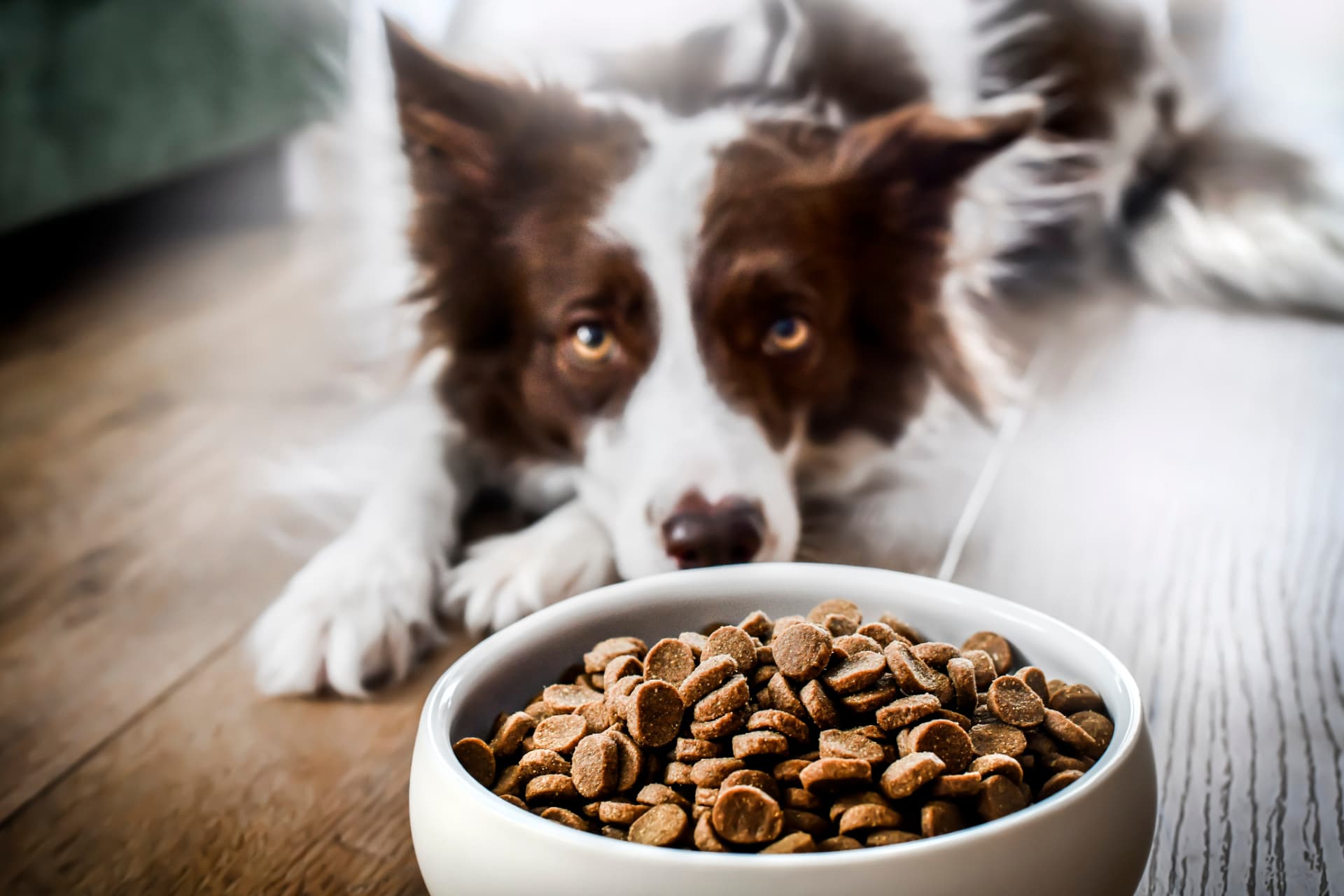 A dog waiting beside a bowl overflowing with kibble