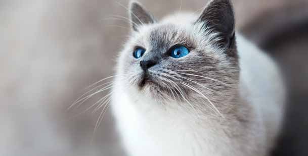 Siamese cat with blue eyes