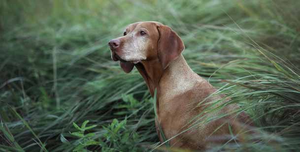 Hungarian Vizsla in tall grass