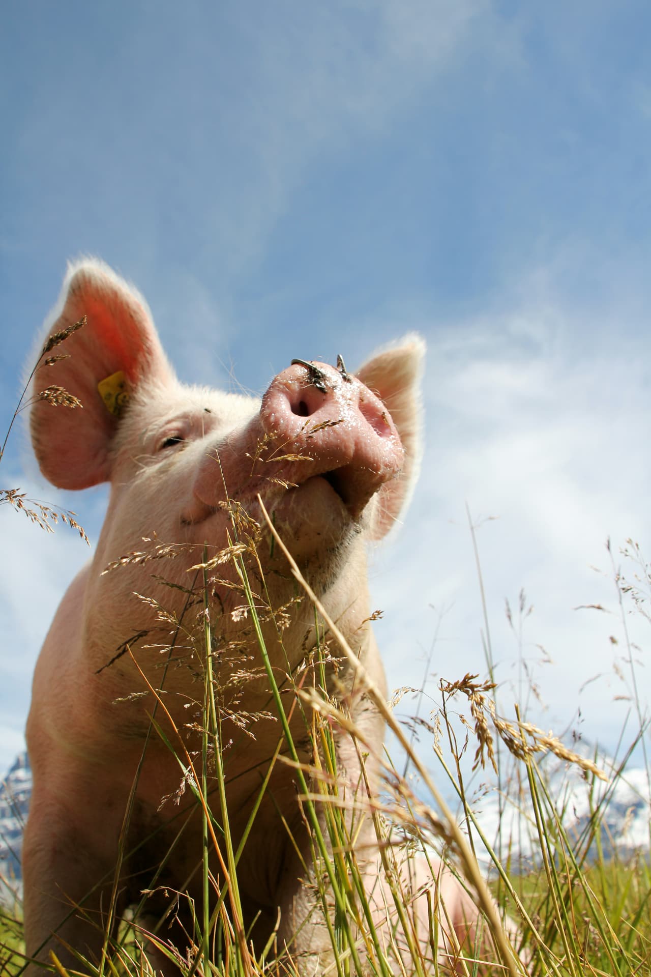 Pigs outdoors, healthy growth supported by digestible protein