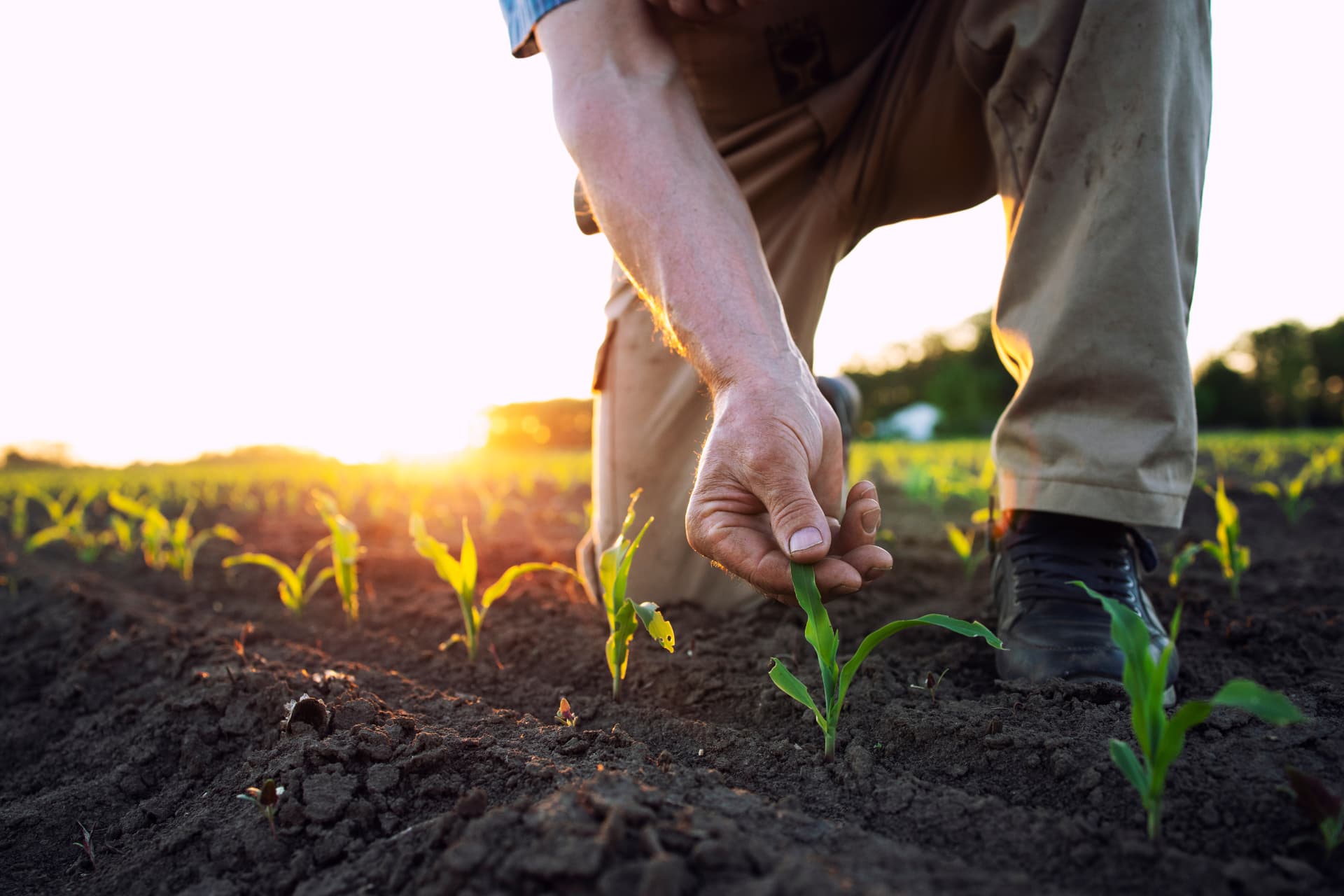 Farmer inspecting young maize plants in a field at sunset