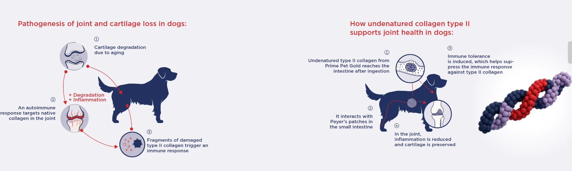 Illustration of joint cartilage loss and how undenatured collagen type II supports joint health