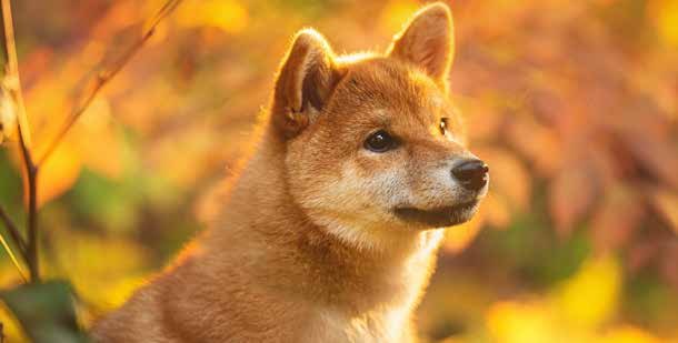 Shiba Inu puppy in autumn foliage