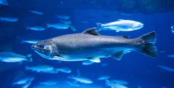 Atlantic salmon swimming in a shoal