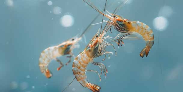 Shrimp swimming in clear water