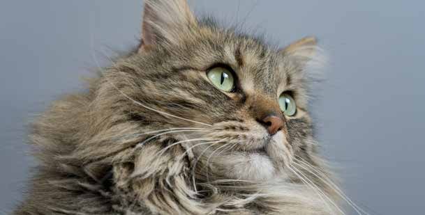 Long-haired Norwegian forest cat
