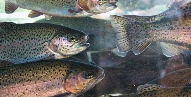 Rainbow trout swimming near the surface