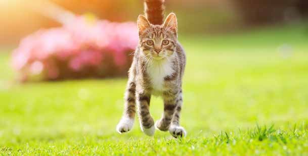 Ginger kitten running indoors