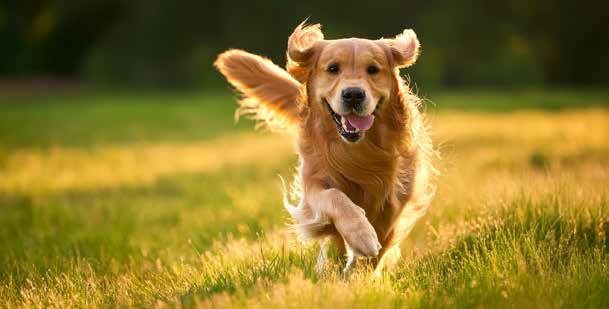 Golden retriever running through a meadow