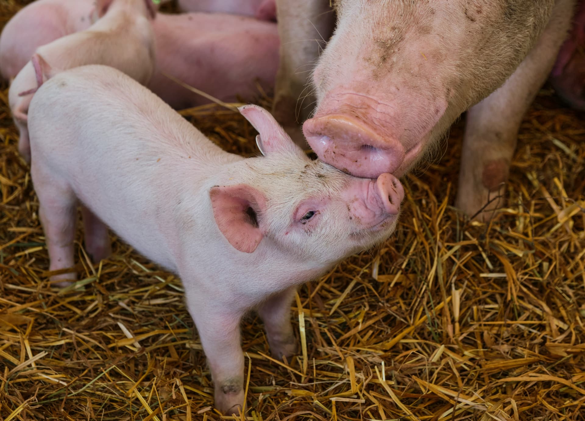 A sow with her piglets in the stable