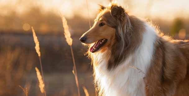 Rough collie in a sunlit field