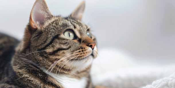 Tabby cat resting