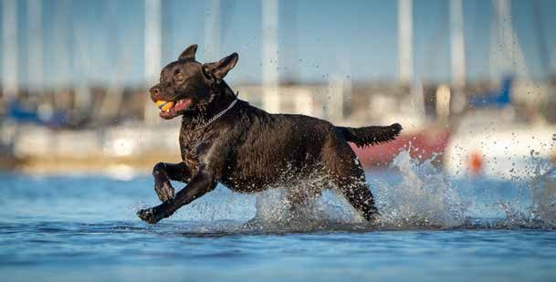 Black Labrador leaping through water