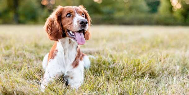 Welsh springer spaniel sitting in the grass