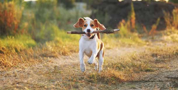 Beagle running with a stick