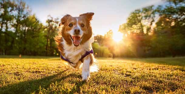 Border collie running through a meadow at sunset